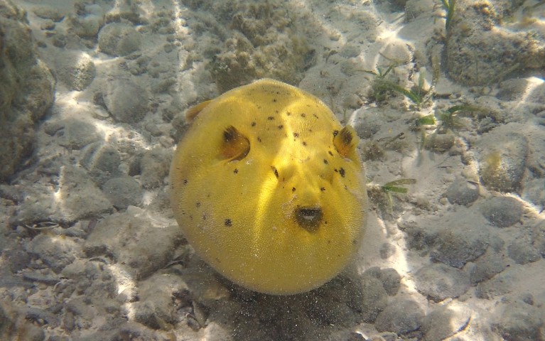 Puffer fish