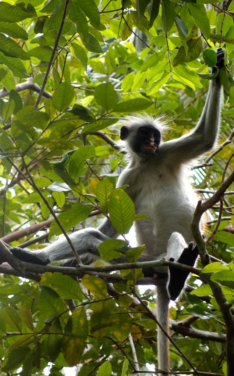 Red Colobus monkey