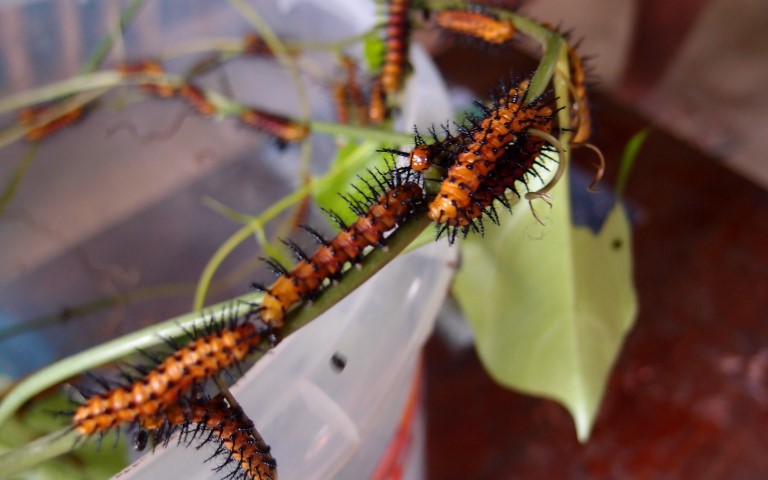 Caterpillars