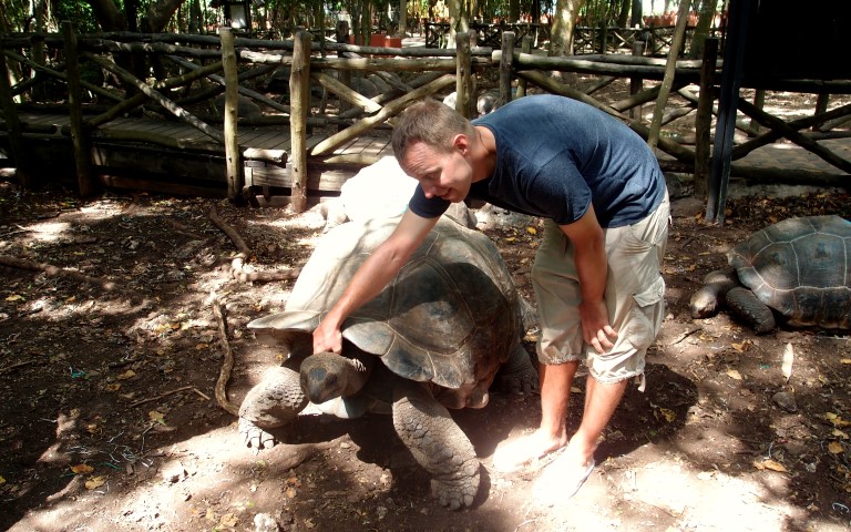 Giant tortoise