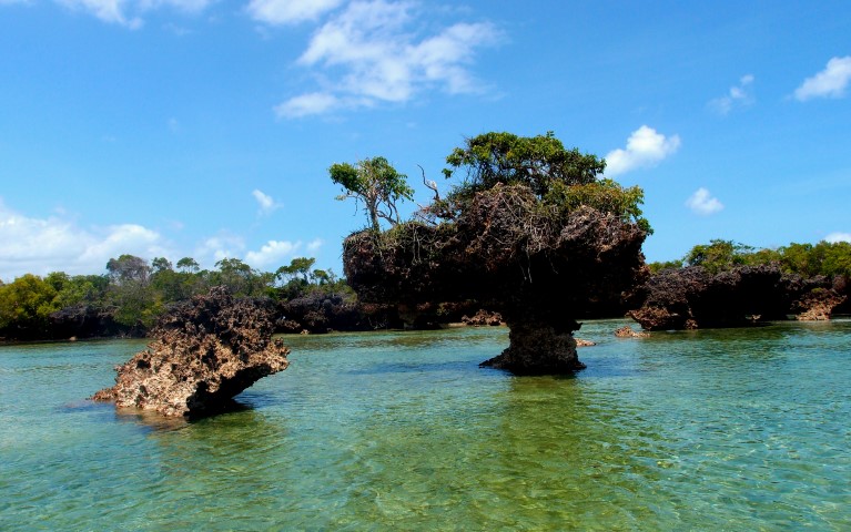 Mangrove trees on a coral reef island