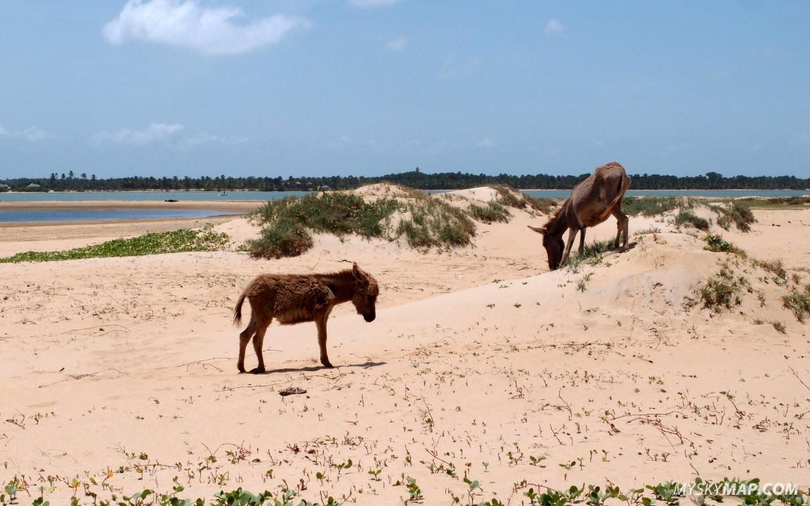 Donkeys at the sandbank